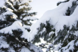 風災、雪災　幸手市　杉戸町　蓮田市　白岡市　菖蒲町　塗り替えセミナー　プロタイムズ蓮田店㈱リノデクション　外壁塗装　屋根塗装　総合文化会館ハストピア　生涯学習センターこもれびの森　カインズホーム前　　幸手市保健福祉総合センター　汚れ　膨れ　スレート　瓦　窯業系サイディング　モルタル　助成金、悪徳リフォーム業者、消費トラブル、業者選び、相場、概算、外壁、屋根、塗装、足場、汚れ、遮熱、シーリング、コーキング、シール、目地、モルタル、窯業系サイディング、スレート、瓦、チョーキング、色褪せ、膨れ、ひび割れ、剥がれ、苔助成金、悪徳リフォーム業者、消費トラブル、業者選び、相場、概算、外壁、屋根、塗装、足場、汚れ、遮熱、シーリング、コーキング、シール、目地、モルタル、窯業系サイディング、スレート　瓦　チョーキング　色褪せ　膨れ　ひび割れ　剥がれ　苔助成金　悪徳リフォーム業者　消費トラブル　業者選び　相場　概算　外壁　屋根　塗装　足場　汚れ　遮熱　シーリング　コーキング　シール　目地　モルタル　窯業系サイディング　スレート　瓦　チョーキング　色褪せ　膨れ　ひび割れ　剥がれ　苔